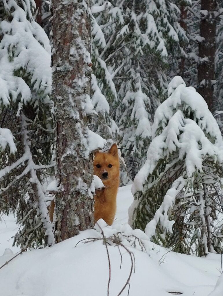 Snöig Billy