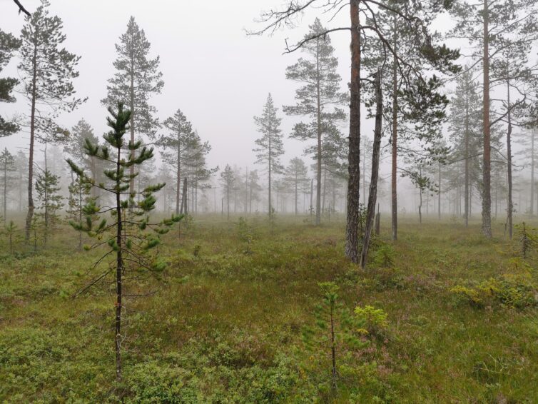 Fina prestationer i Lögdö vildmark